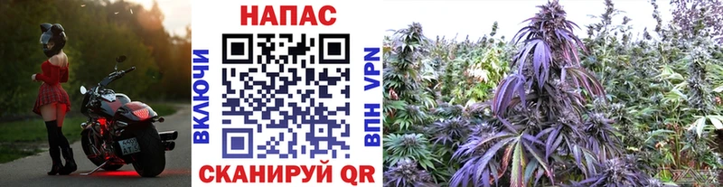 Купить где  Шуя  Бошки Шишки сатива 